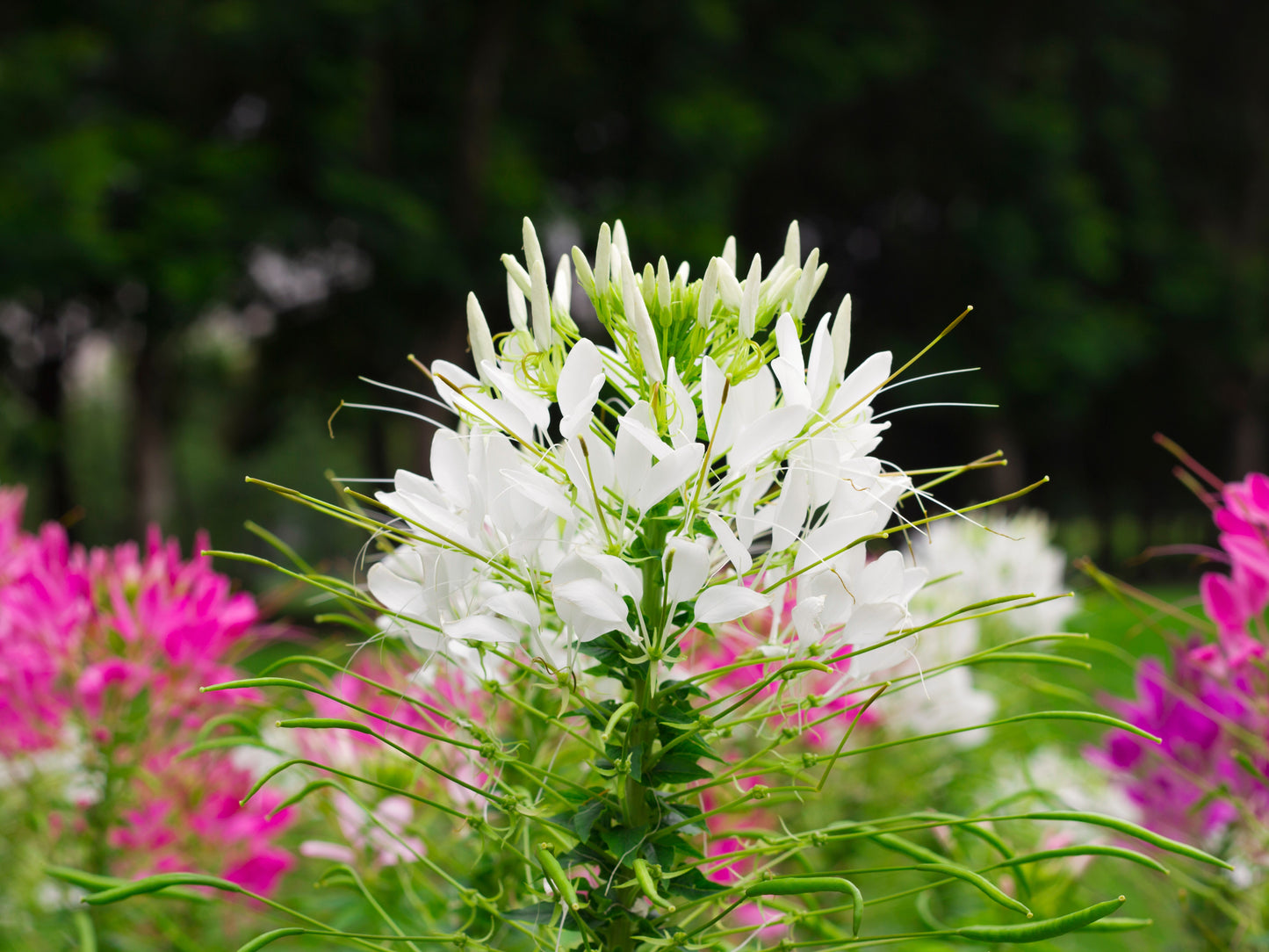 200 WHITE QUEEN CLEOME (Spider Flower) Cleome Hassleriana Cleome Spinosa Flower Seeds