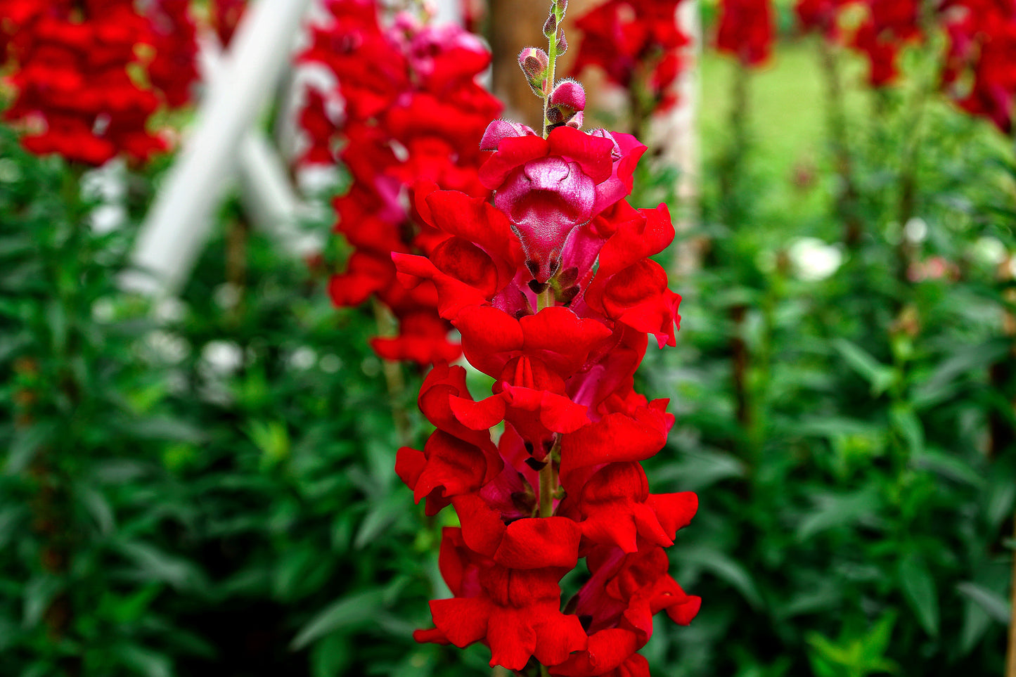 250 RUBY RED SNAPDRAGON Antirrhinum Majus Flower Seeds