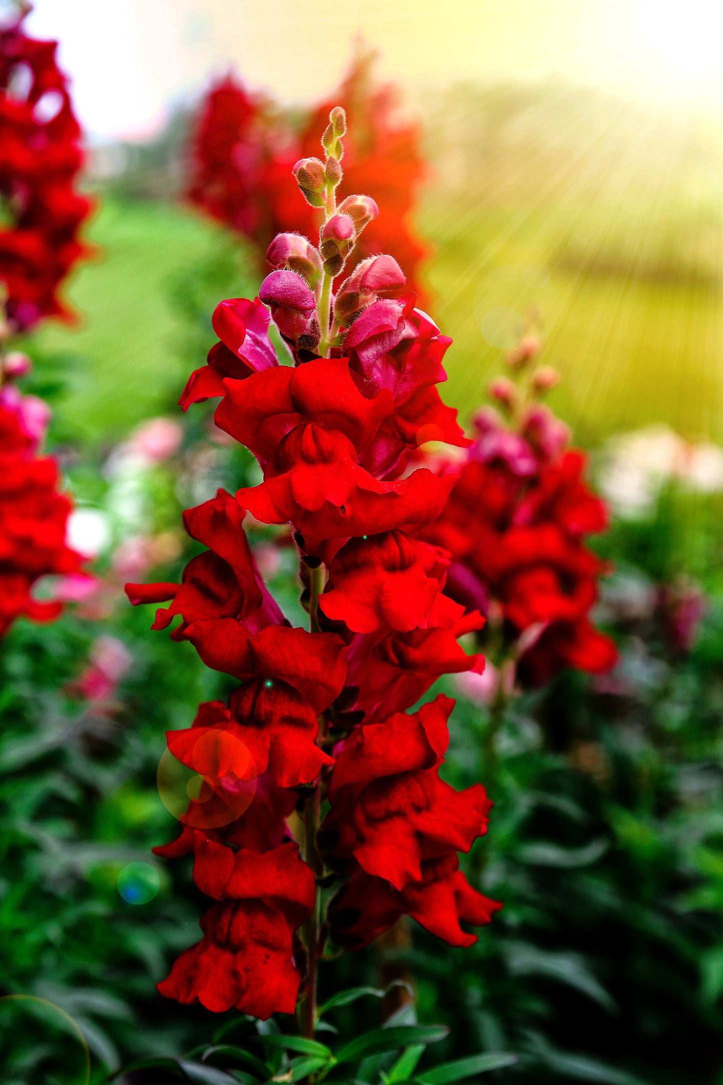 250 RUBY RED SNAPDRAGON Antirrhinum Majus Flower Seeds