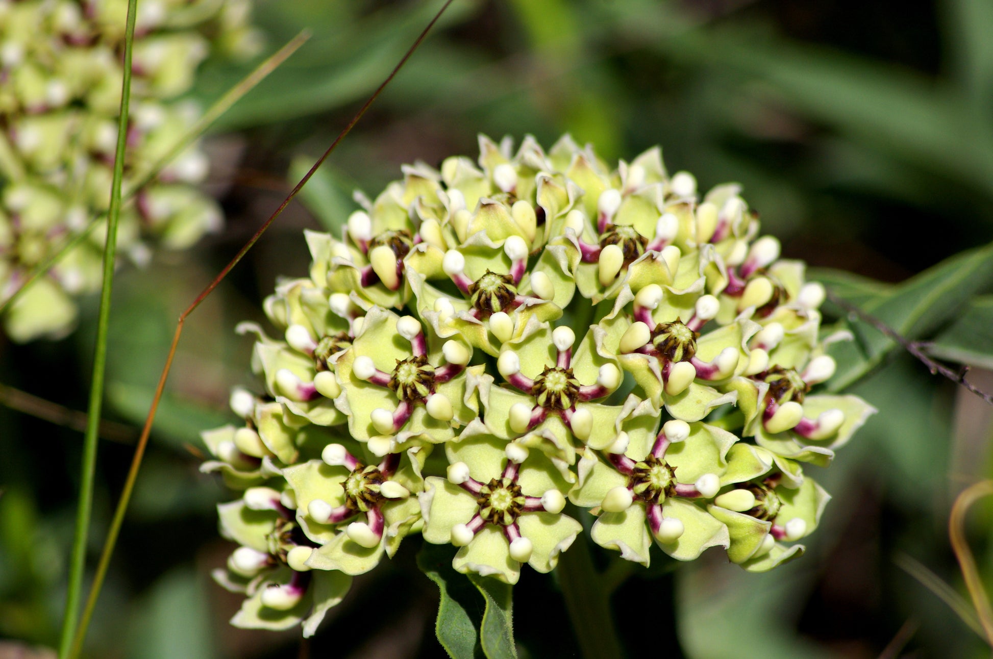 spider milkweed plant 20 Green SPIDER MILKWEED Asclepias Viridis White Purple Monarch Flower – Seedville USA