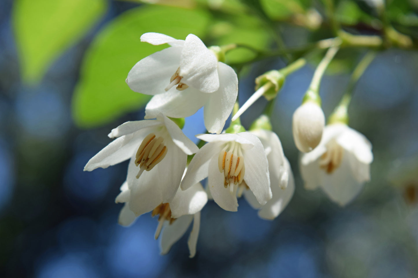 50 WASHINGTON HAWTHORN Crataegus Phaenopyrum Mayflower Shrub Tree Edible Fruit & White Flowers Seeds