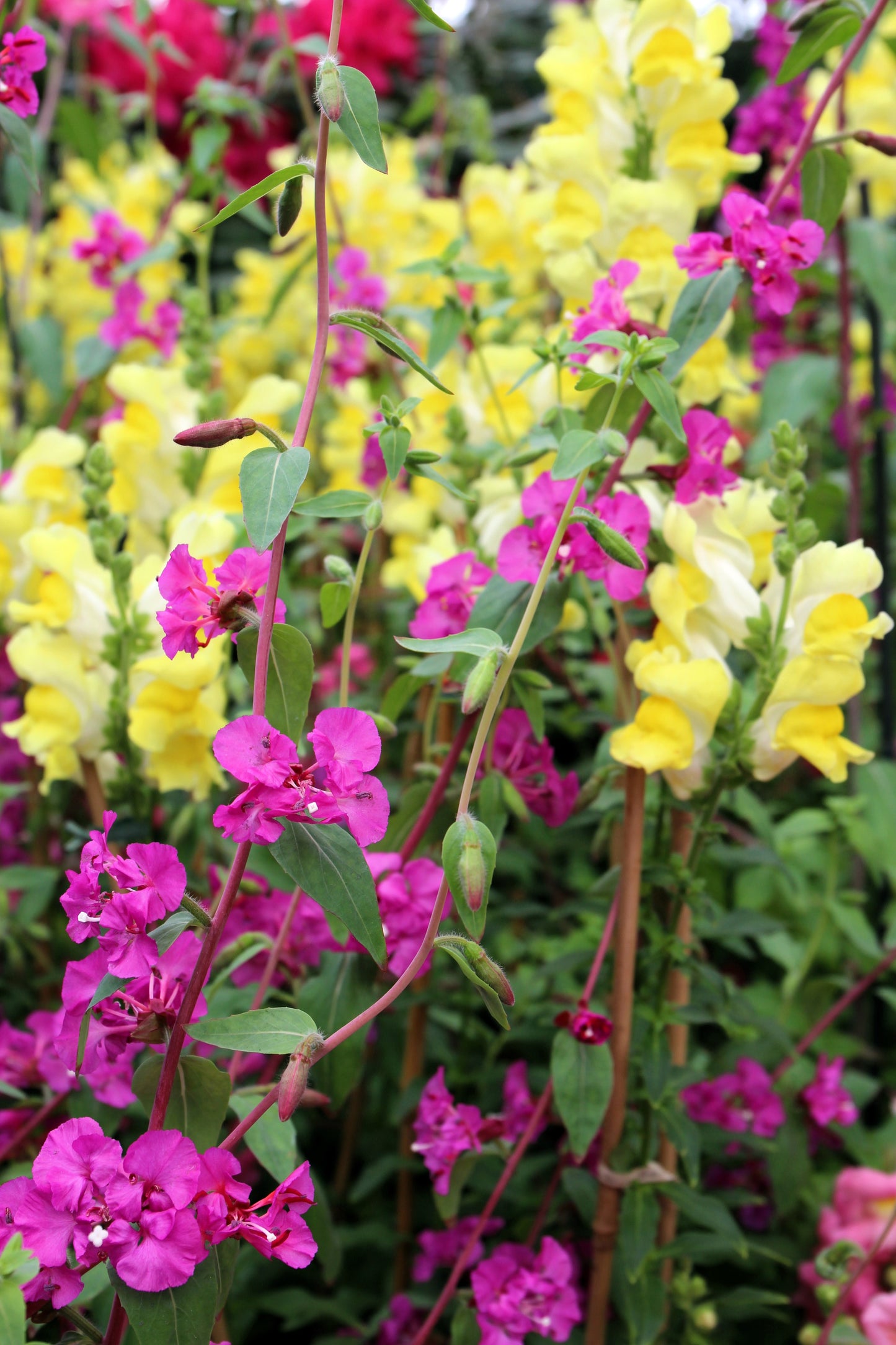 500 MIXED ELEGANT CLARKIA Mountain Garland Elegans Pink Purple Red Mix Flower Seeds