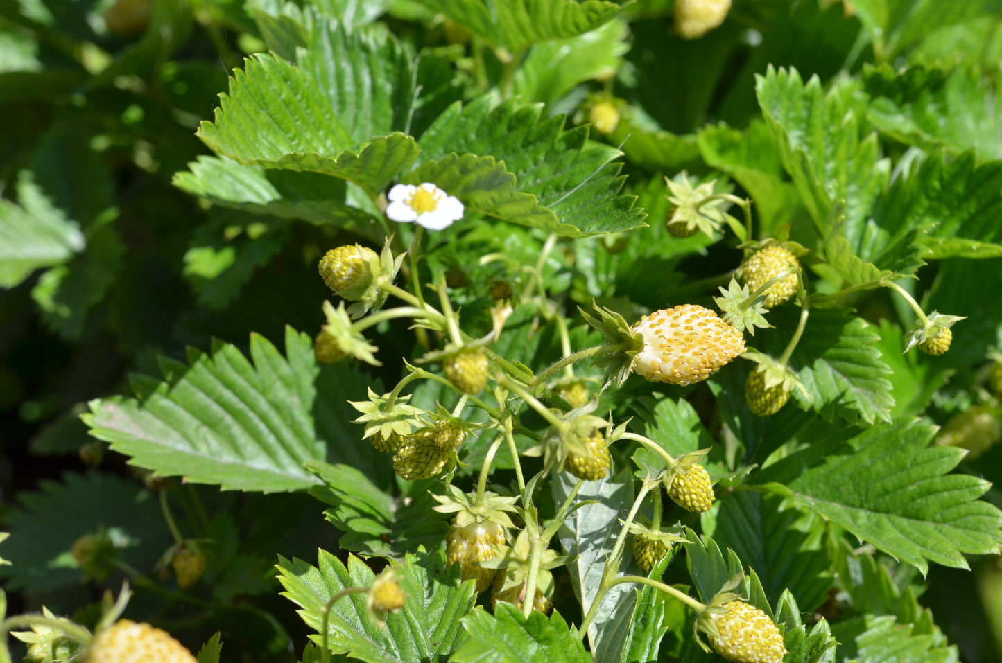 20 ' PINEAPPLE CRUSH ' STRAWBERRY Everbearing Fragaria Vesca Alpine White Yellow Berry Seeds