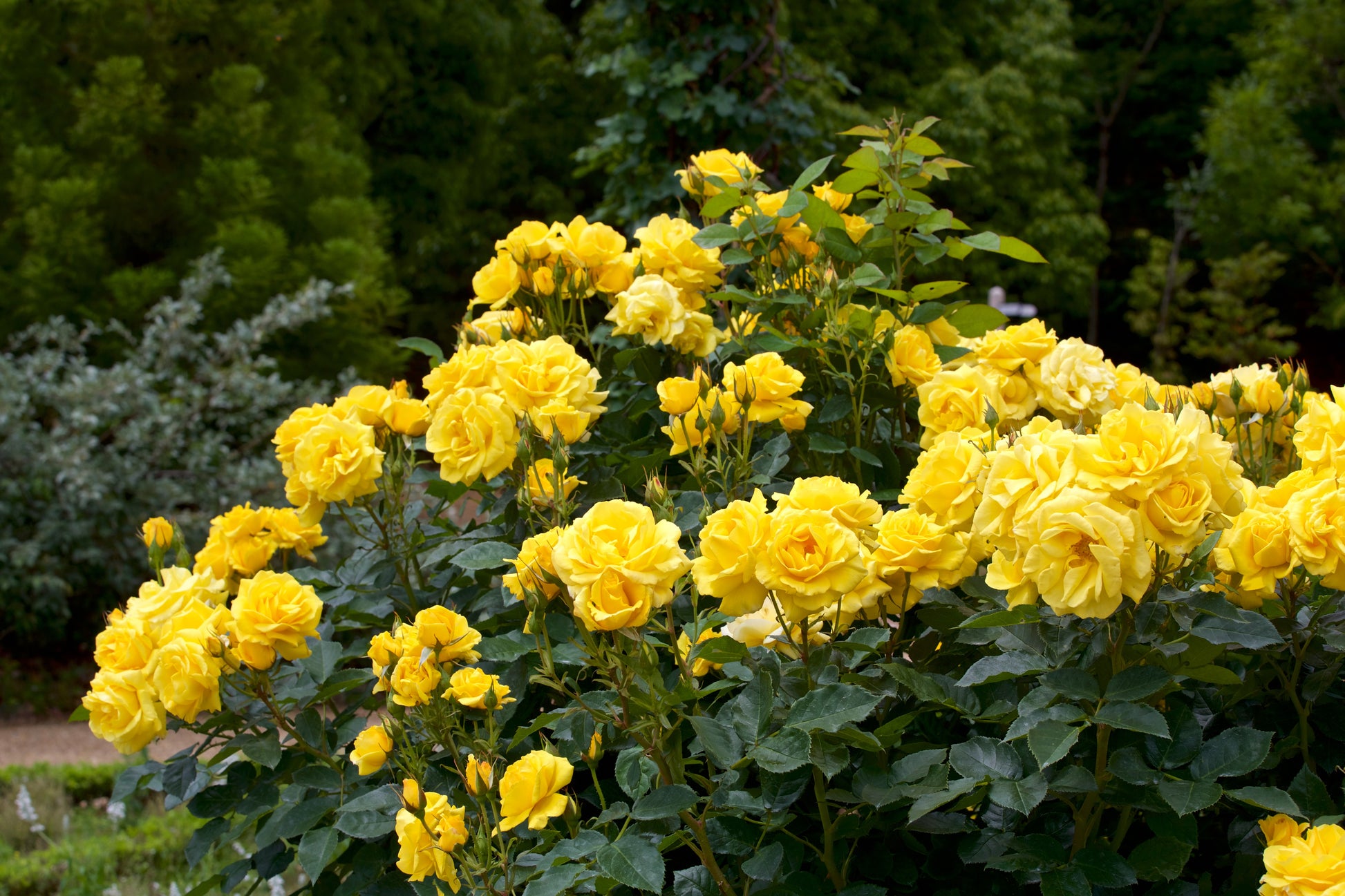 yellow rose seeds for sale 5 YELLOW ROSE Rosa Bush Shrub Perennial Flower Seeds