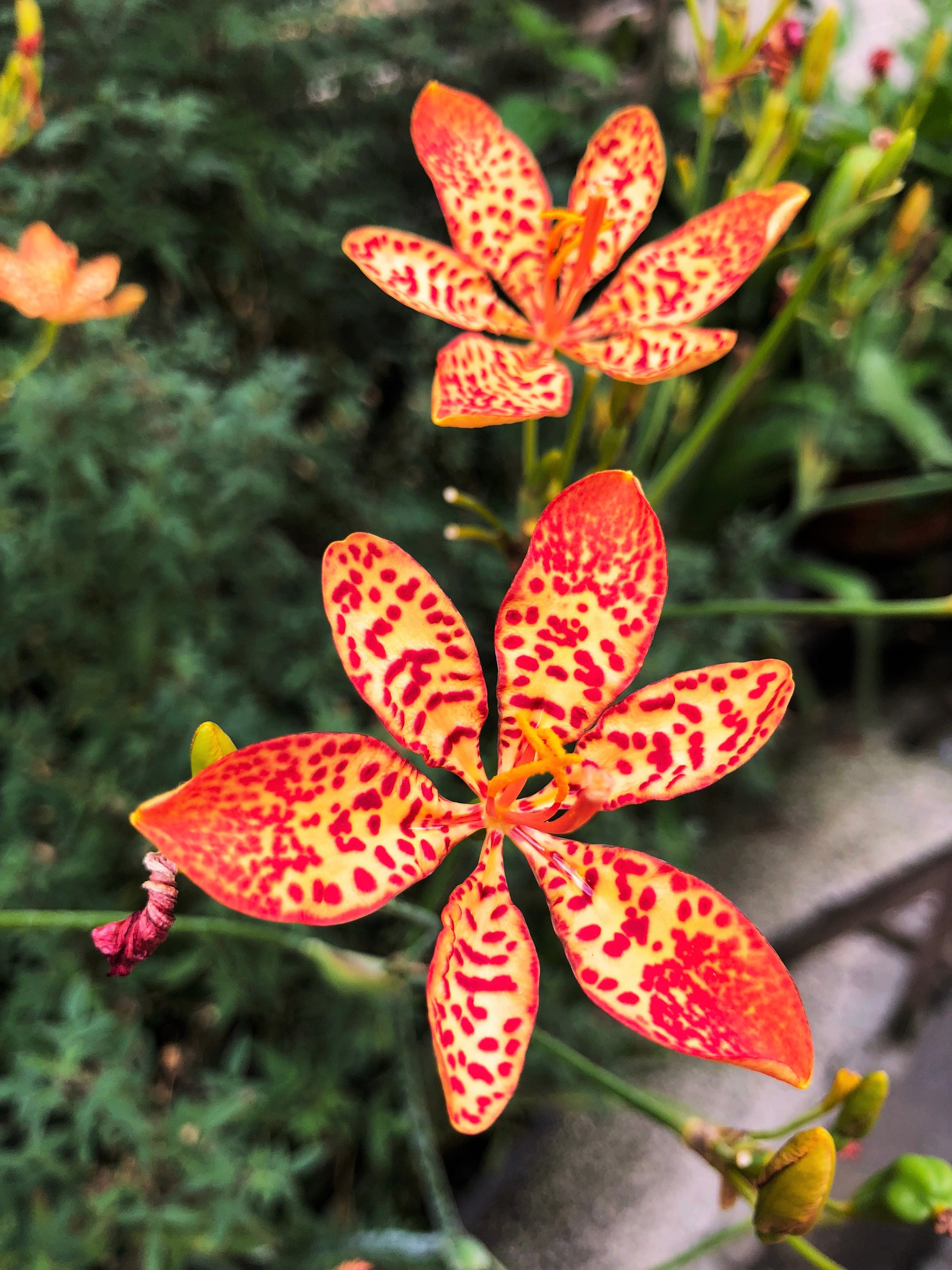 blackberry tiger lily 10 FRECKLEFACE BLACKBERRY LILY (Leopard Lily) Belamcanda Chinensis Iri – Seedville USA