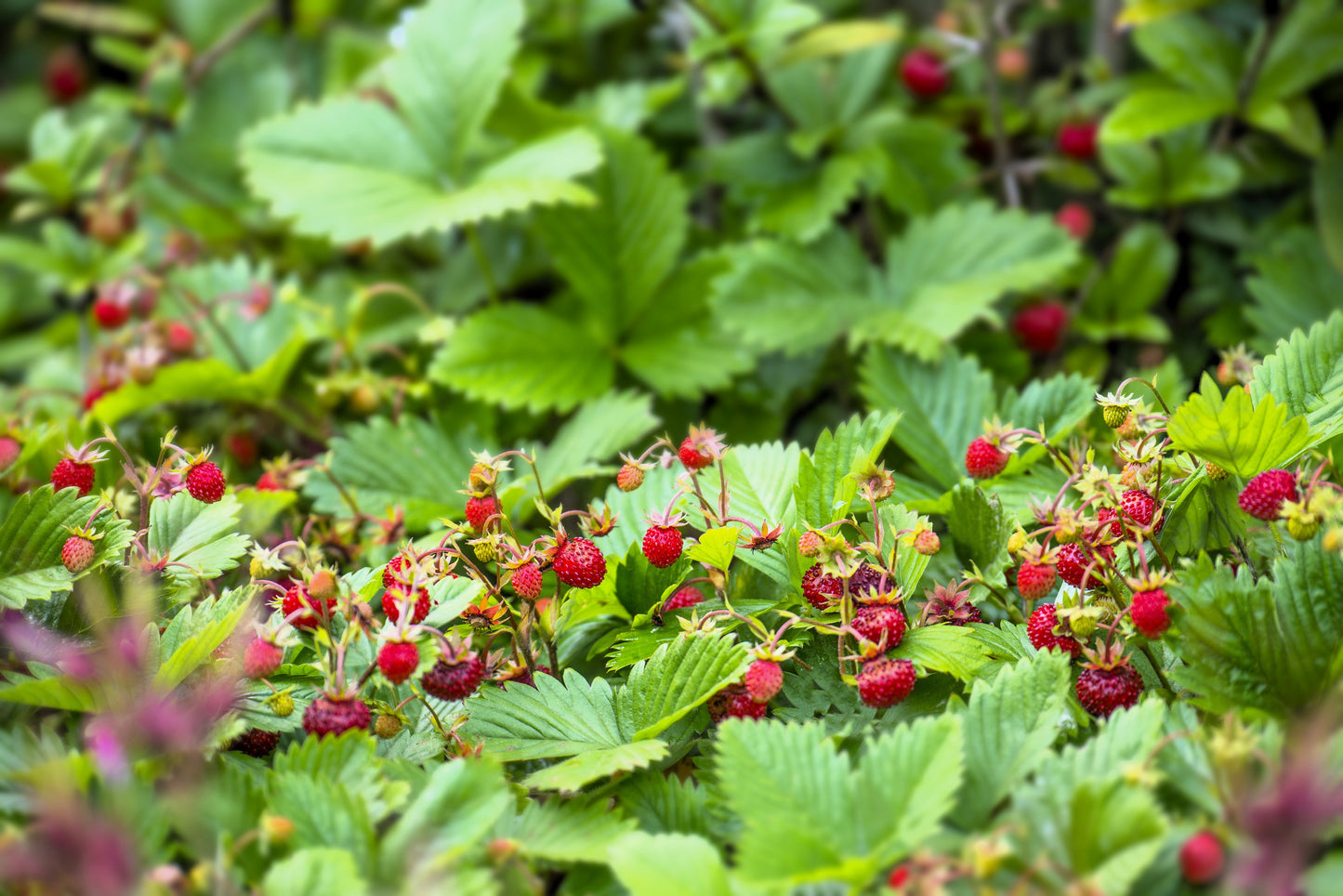 100 VESCA BARON STRAWBERRY Solemacher Berry Fragari Fruit Seeds