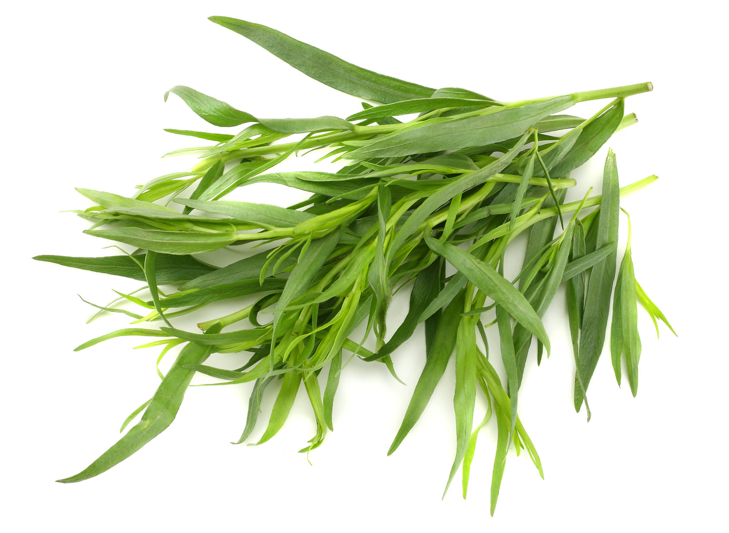 100 TARRAGON -  Kitchen / Common / Dragons Wort - Artemisia Dracunculus Flower Culinary Herb Seeds