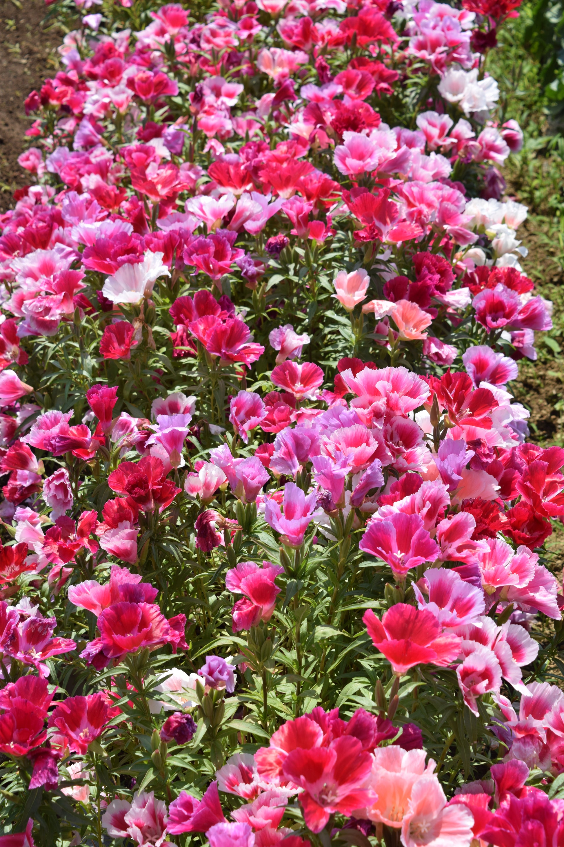 planting godetia seeds 500 Pink FAREWELL TO SPRING Clarkia Elegans Godetia Flower Seeds