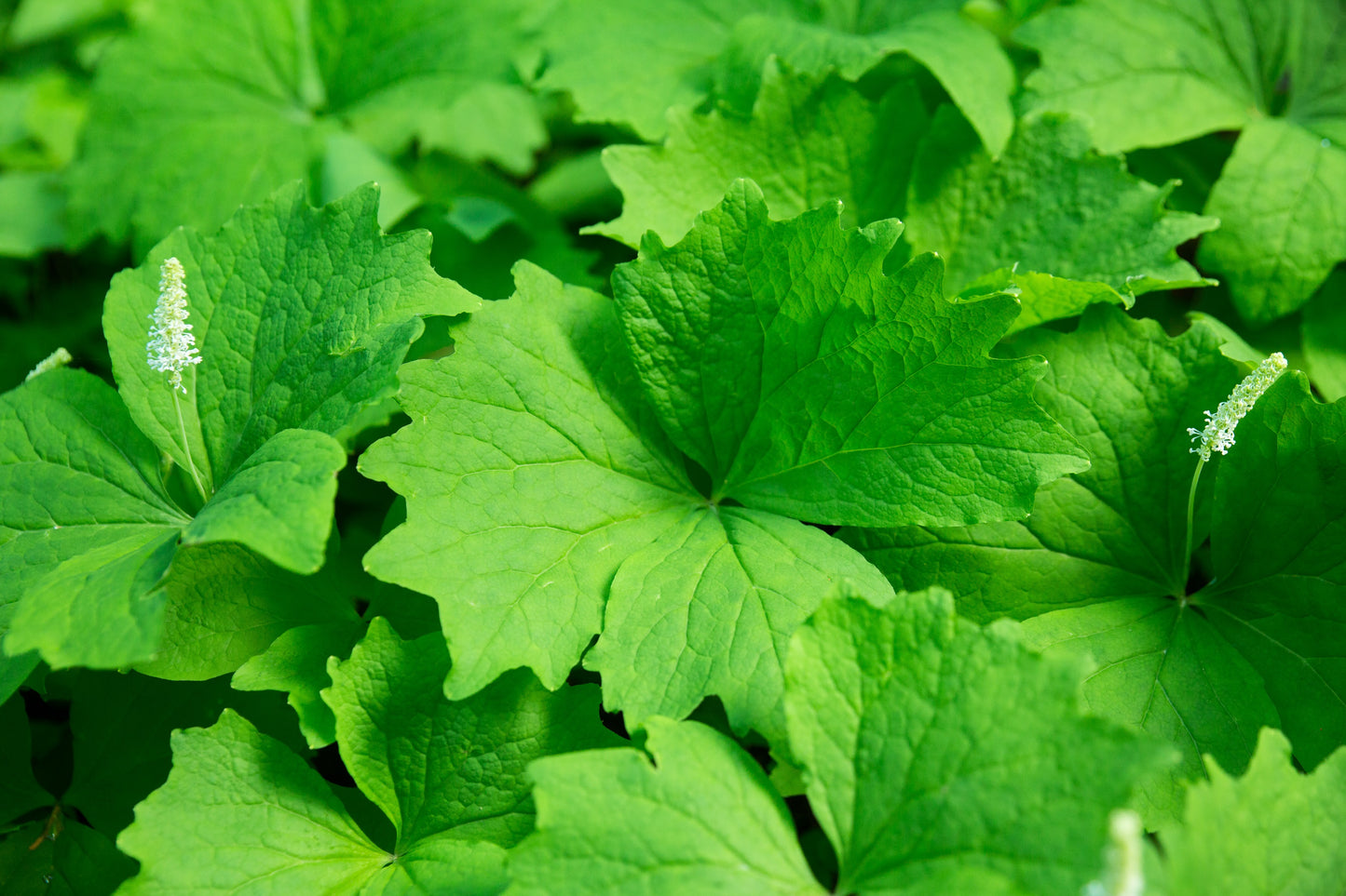 10 VANILLA LEAF Achlys Triphylla Deer Foot Vanillaleaf Fragrant Foliage White Shade Groundcover Flower Seeds