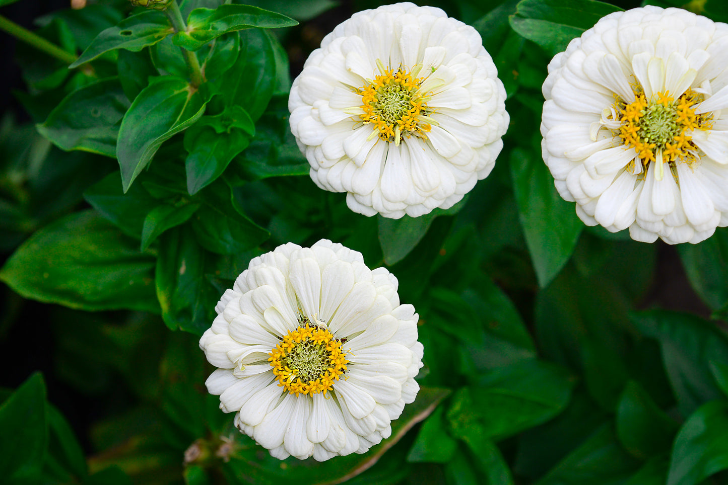 250 White POLAR BEAR ZINNIA Elegans Flower Seeds