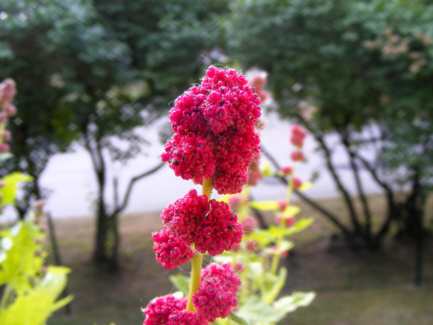 100 STRAWBERRY STICKS / SPINACH Chenopodium Foliosum Fruit Berry Seeds