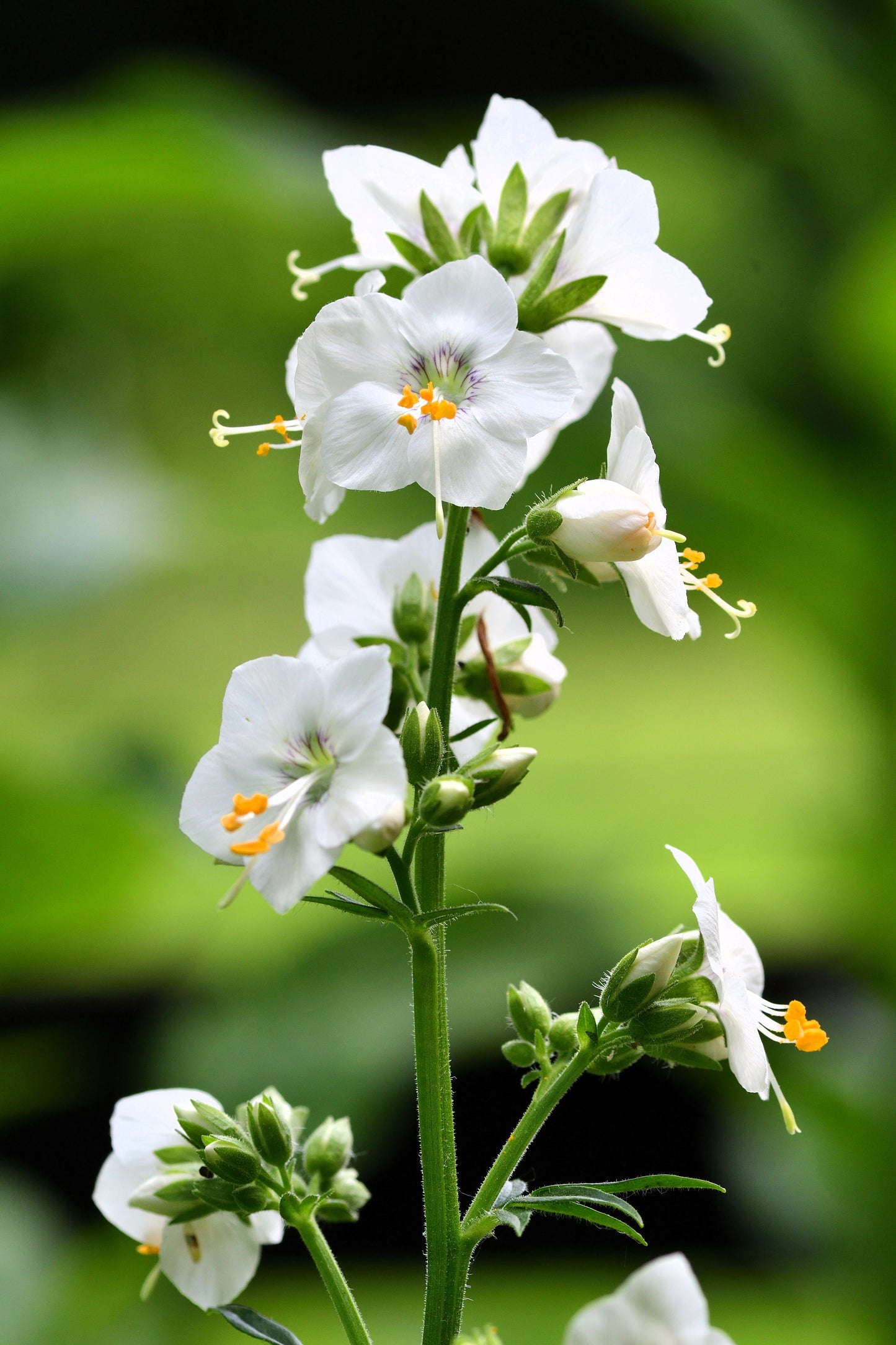 50 WHITE Polemonium Caeruleum JACOB'S LADDER Flower Seeds