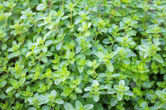 1000 THYME Common, English, German, French, Garden, or Winter Thymus Vulgaris Herb Flower Seeds