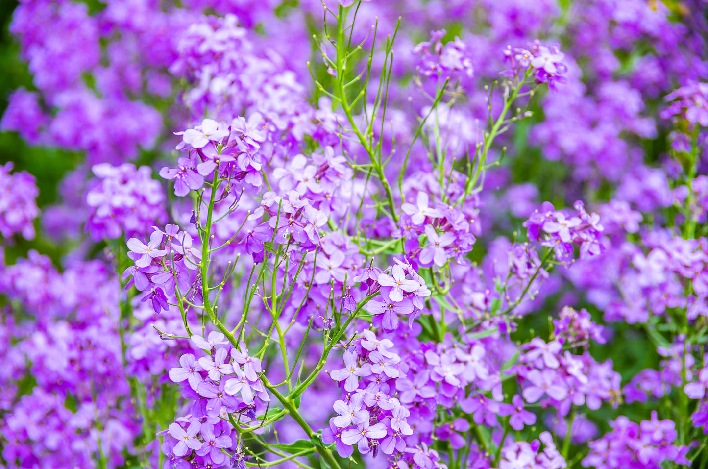 1500 DAMES ROCKET (Danask Violet) Hesperis Matronalis Dame's Purple Flower Seeds