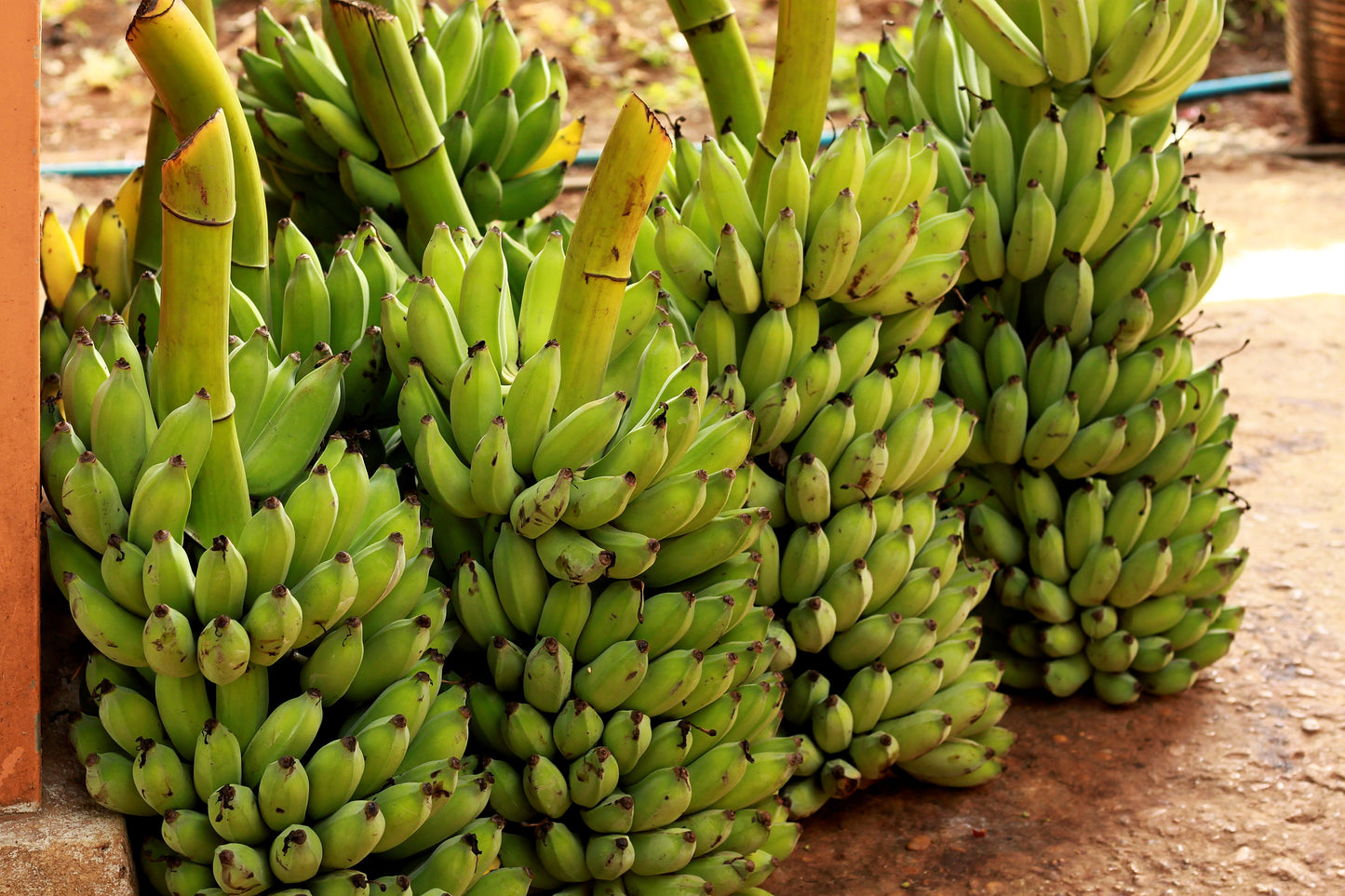 5 PLANTAIN BANANA Musa Balbisiana Hardy Red Flowering Sweet Wild Fruit Tree Seeds