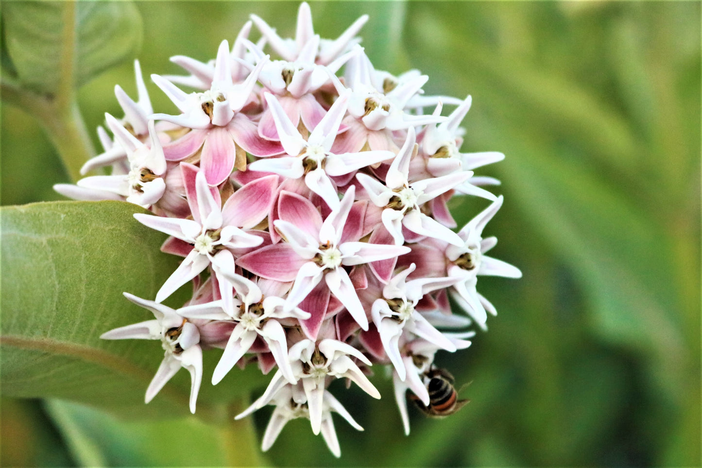 50 SHOWY (Greek) MILKWEED Asclepias Speciosa Flower Seeds