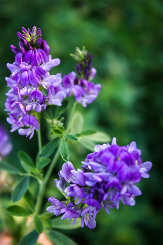 2000 ALFALFA Medicago Sativa Flower Plant Seeds