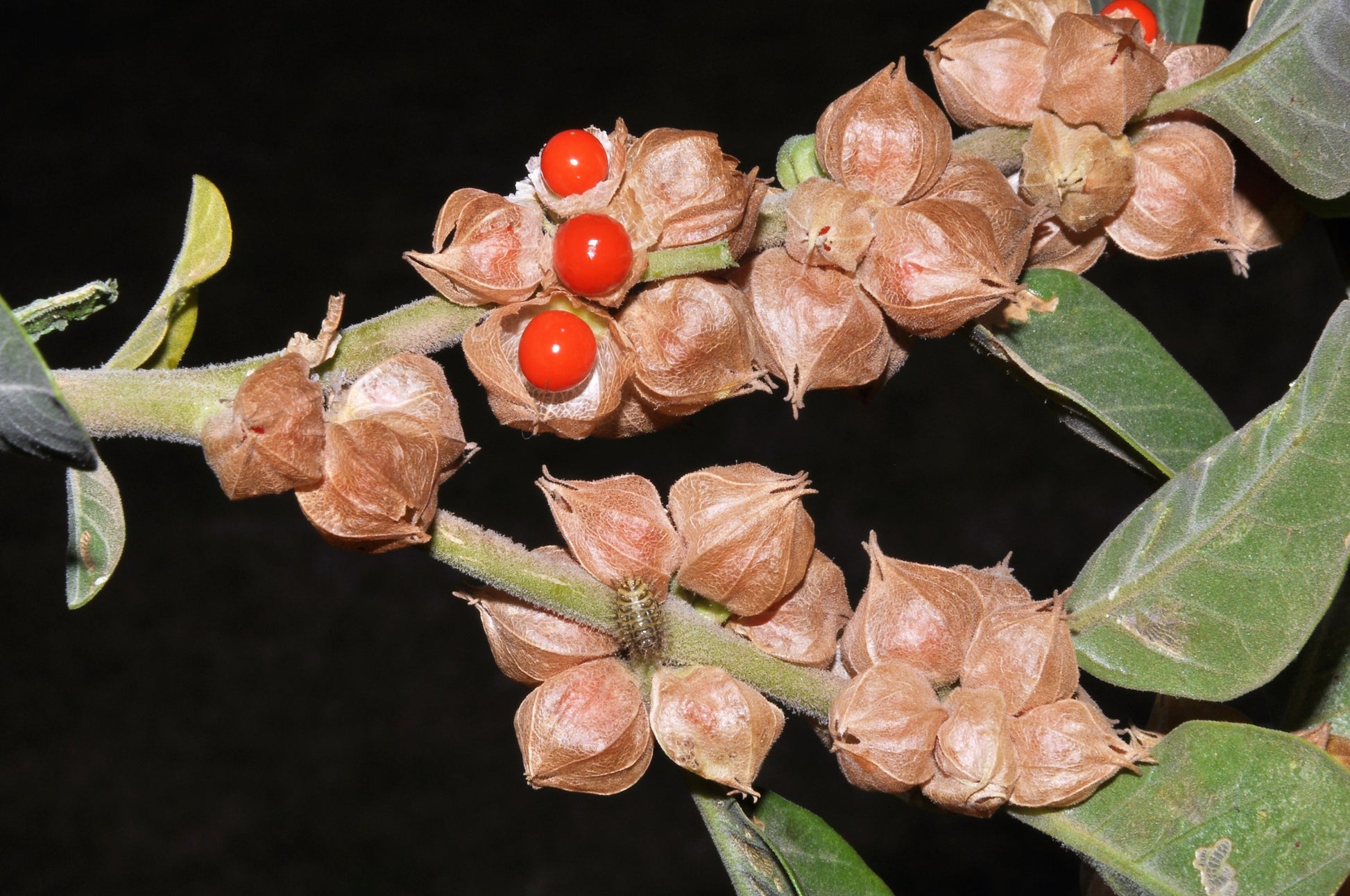 ashwagandha plant seeds 50 INDIAN GINSENG Withania Somnifera Ashwaganda Herb Flower Seeds – Seedville USA