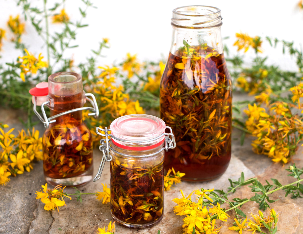1500 Great SAINT JOHNS WORT St John's Hypericum Pyramidatum Yellow Flower Herb Seeds