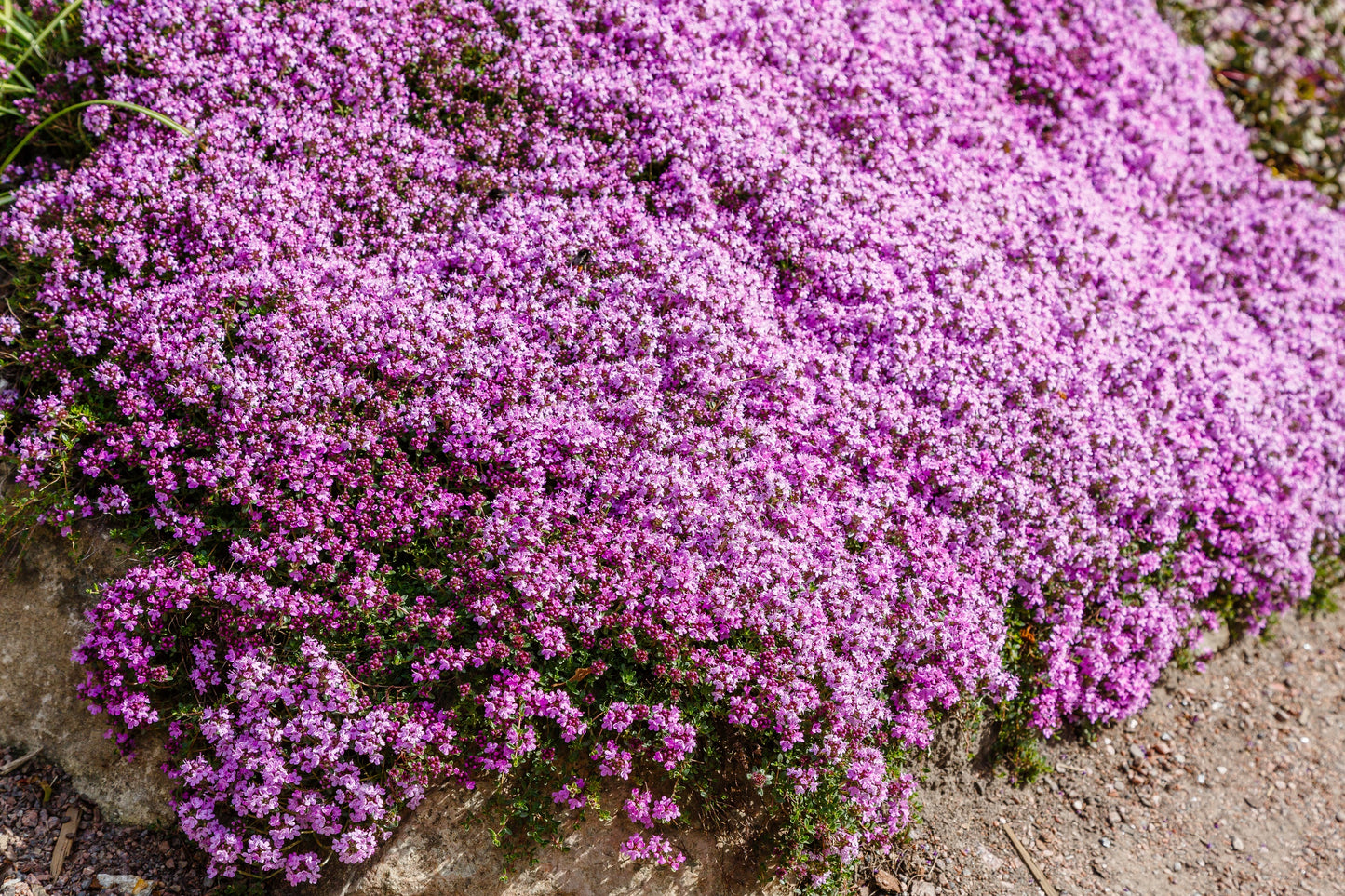 planting creeping thyme seeds outdoors 100 Walk On Me CREEPING THYME Thymus Serpyllum Herb Flower Seeds – Seedville USA
