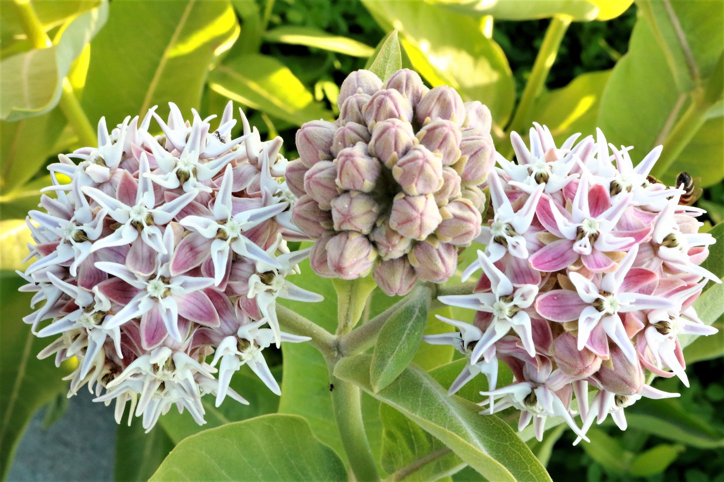 50 SHOWY (Greek) MILKWEED Asclepias Speciosa Flower Seeds