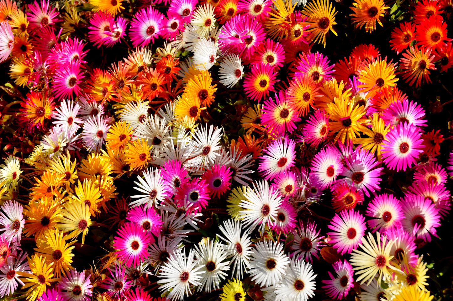 ice plant ground cover seeds 200 MIXED Colors ICE PLANT ( Mesembryanthemum Daisy / Livingstone Dais – Seedville USA