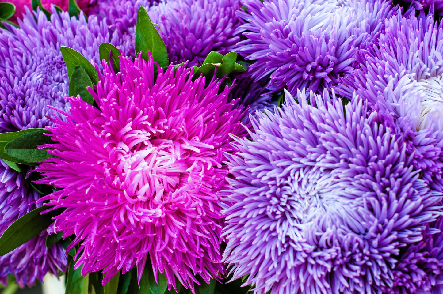 50 Mixed OSTRICH PLUME ASTER Feather Spider Callistephus Chinensis Flower Seeds