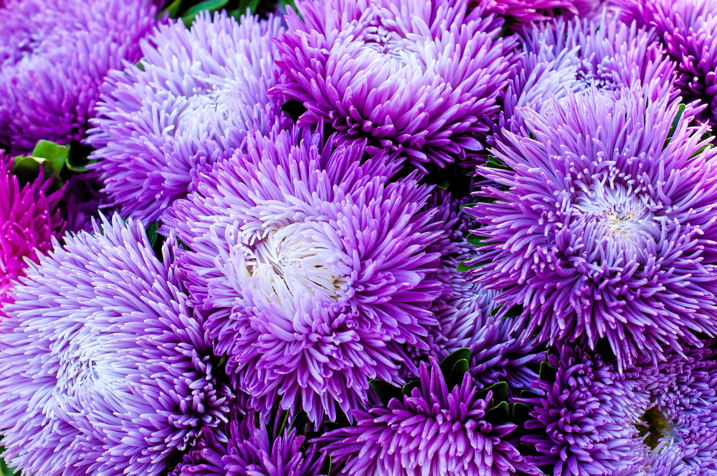 50 Mixed OSTRICH PLUME ASTER Feather Spider Callistephus Chinensis Flower Seeds
