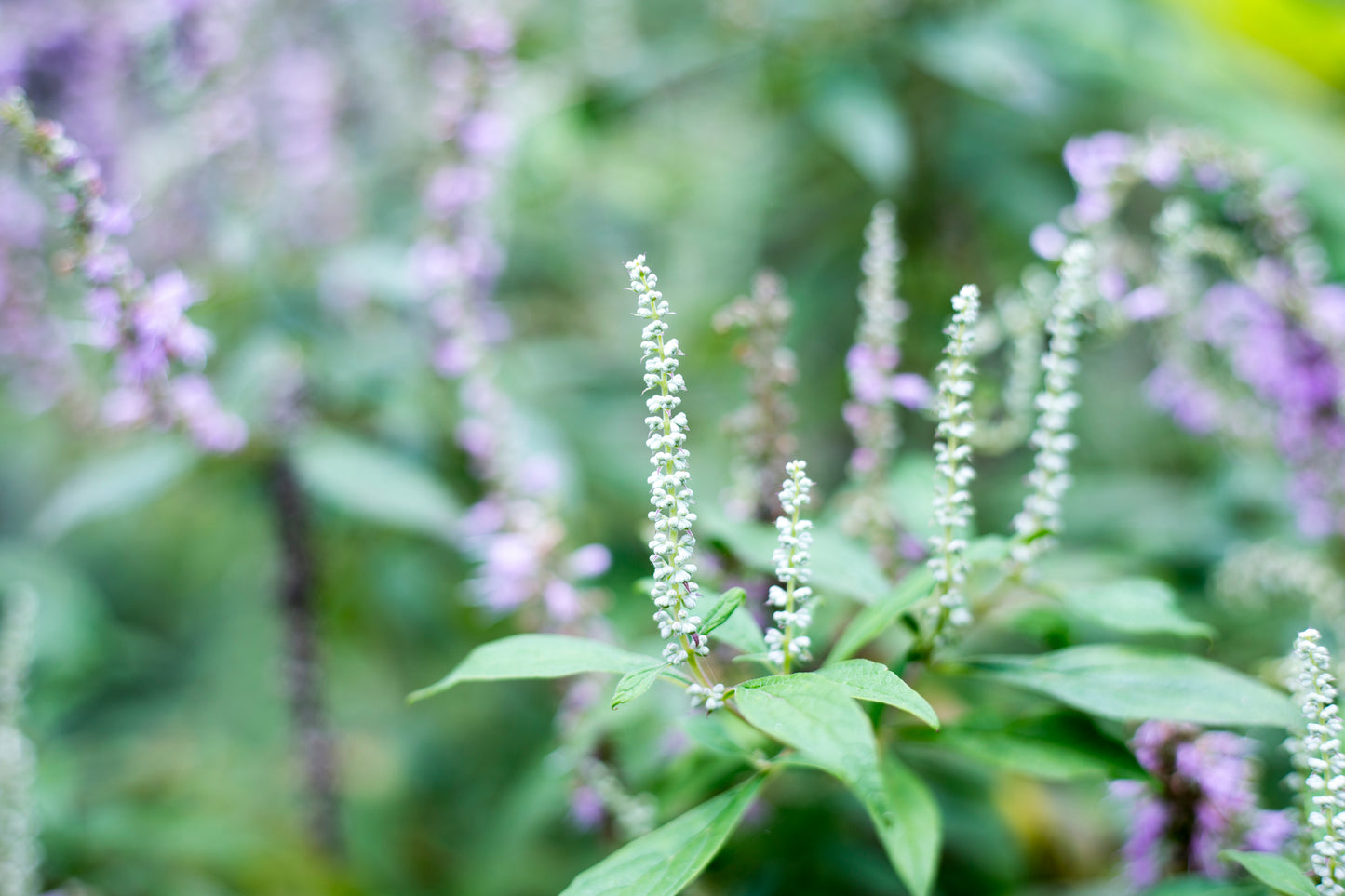 100 MINT BUSH White Elsholtzia Stauntonii Alba Chinese Mint Fragrant Shrub Seeds