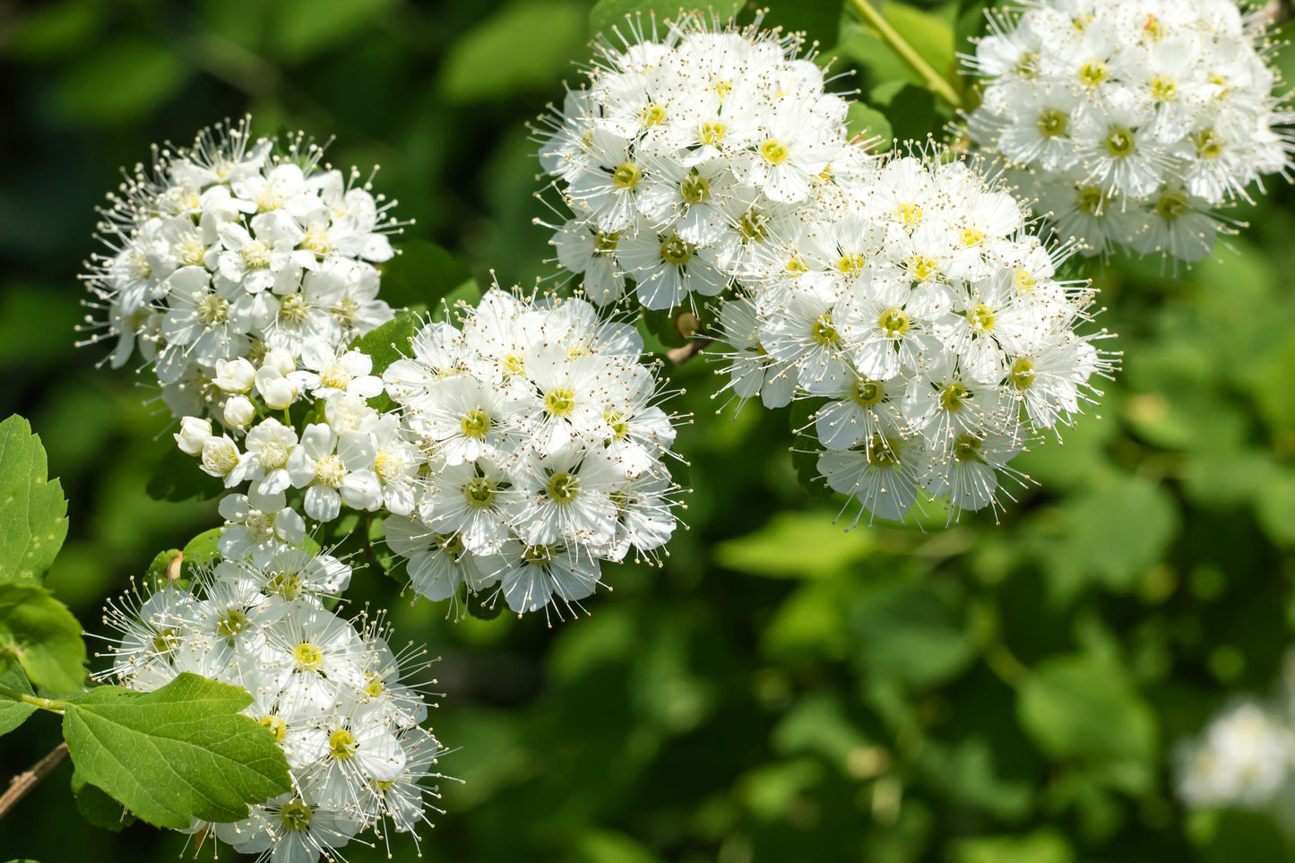 20 NANNYBERRY SWEET VIBURNUM Lentago Shrub Tree Blue Black Berry Fruit White Flower Seeds