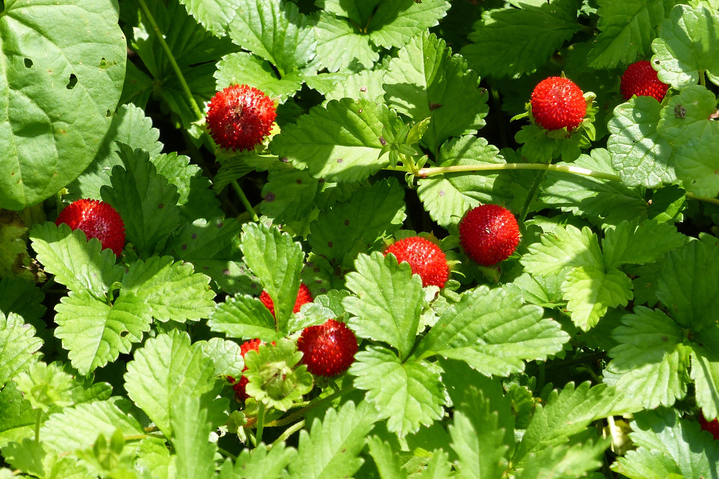 100 ALPINE STRAWBERRY Fragaria Vesca Red Fruit White Flower Seeds