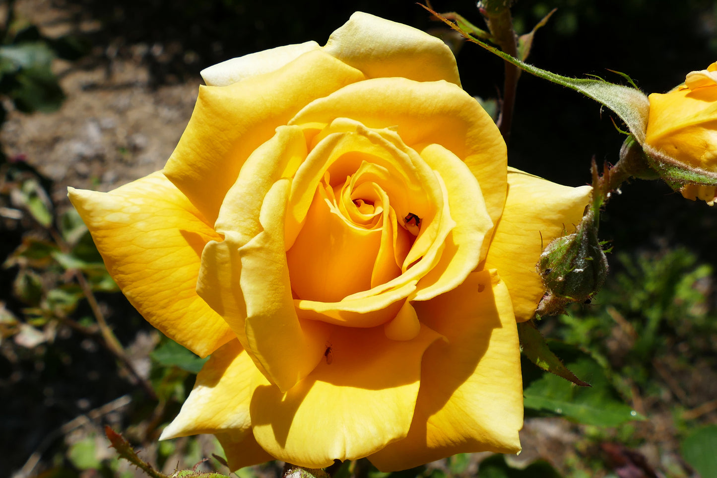 5 YELLOW ROSE Rosa Bush Shrub Perennial Flower Seeds