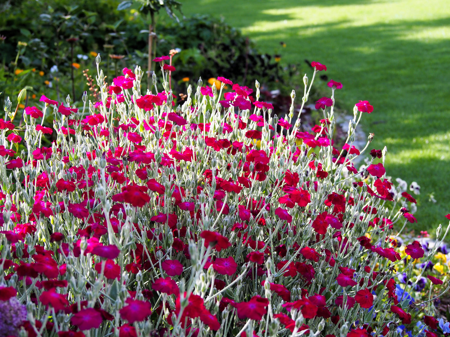 200 Organic ROSE CAMPION Magenta Silver Catchfly Lychnis Silene Coronaria Flower Seeds