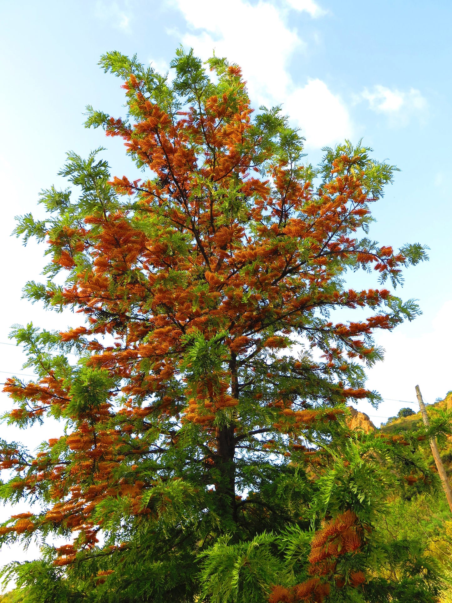 35 SILKY OAK TREE Orange Flower Southern Silver Oak Grevillea Robusta Seeds