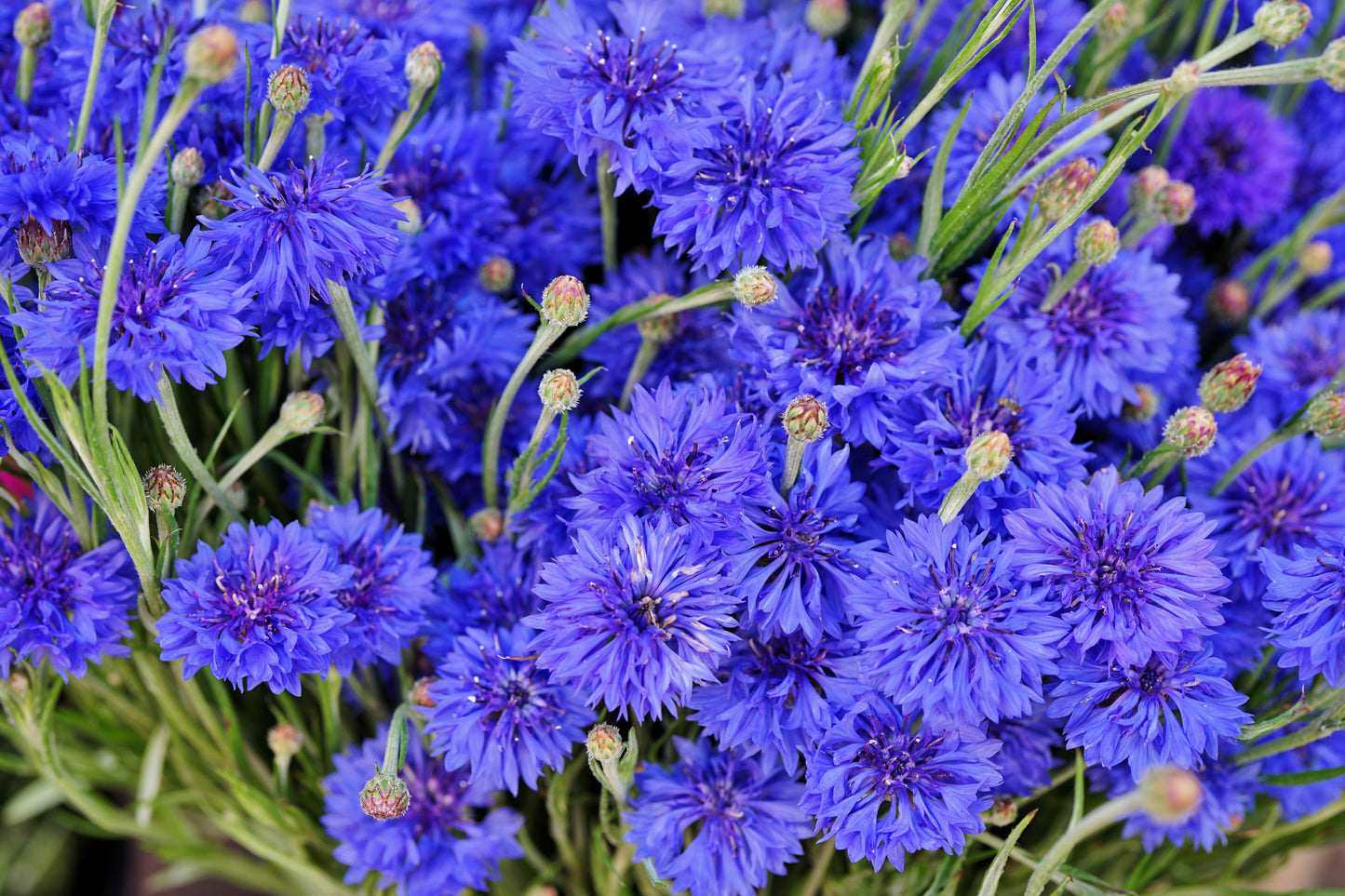 1000 Tall Blue BACHELOR'S BUTTON / CORNFLOWER Centaurea Cyanus Flower Seeds