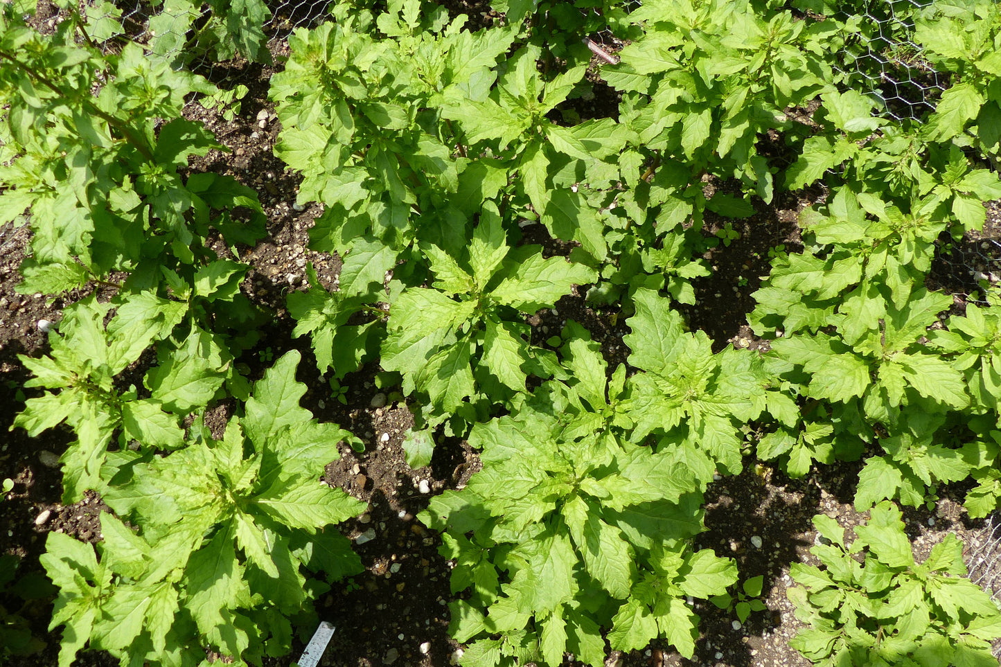 300 EPAZOTE (Mexican Tea) Chenopodium Ambrosioides  Dysphania Herb Flower Seeds