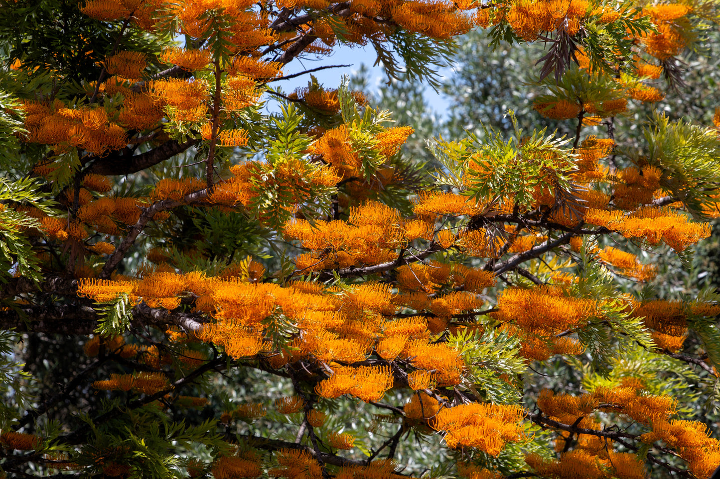 35 SILKY OAK TREE Orange Flower Southern Silver Oak Grevillea Robusta Seeds