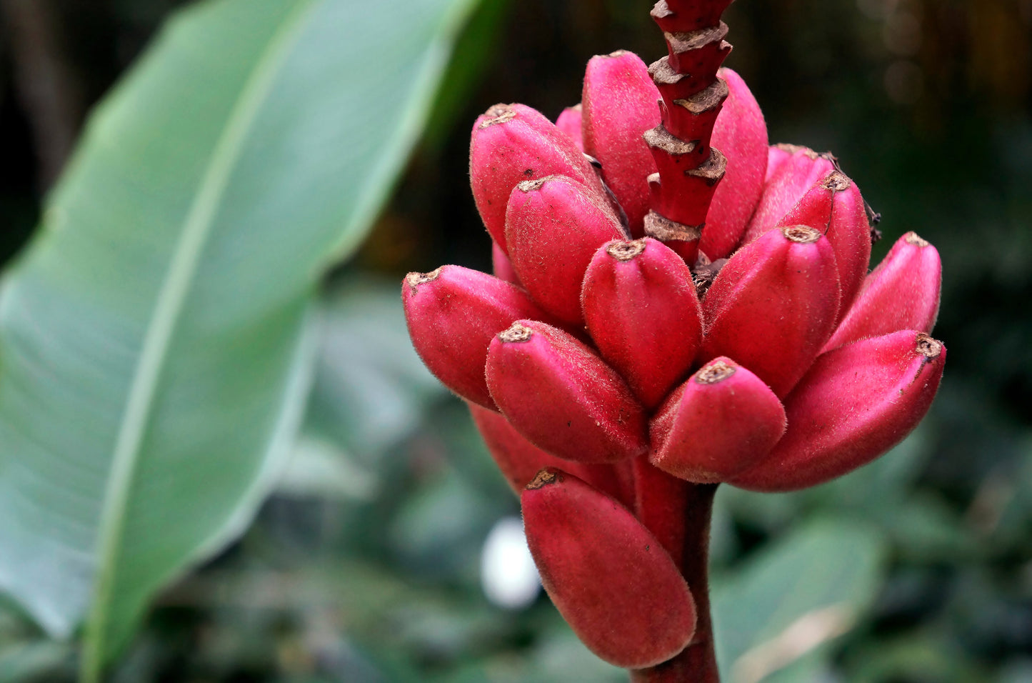 5 DWARF PINK BANANA Velvet Musa Velutina Flowering Fruit Tree Seeds