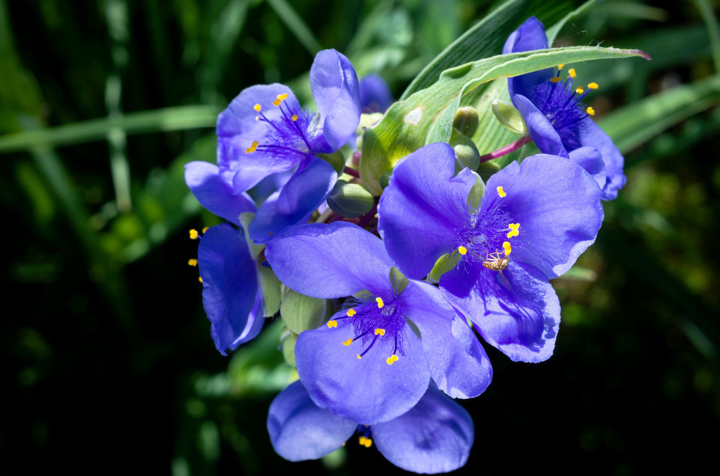 100 Purple OHIO SPIDERWORT (Widows Tears / Bluejacket) Tradescantia Ohiensis Flower Seeds