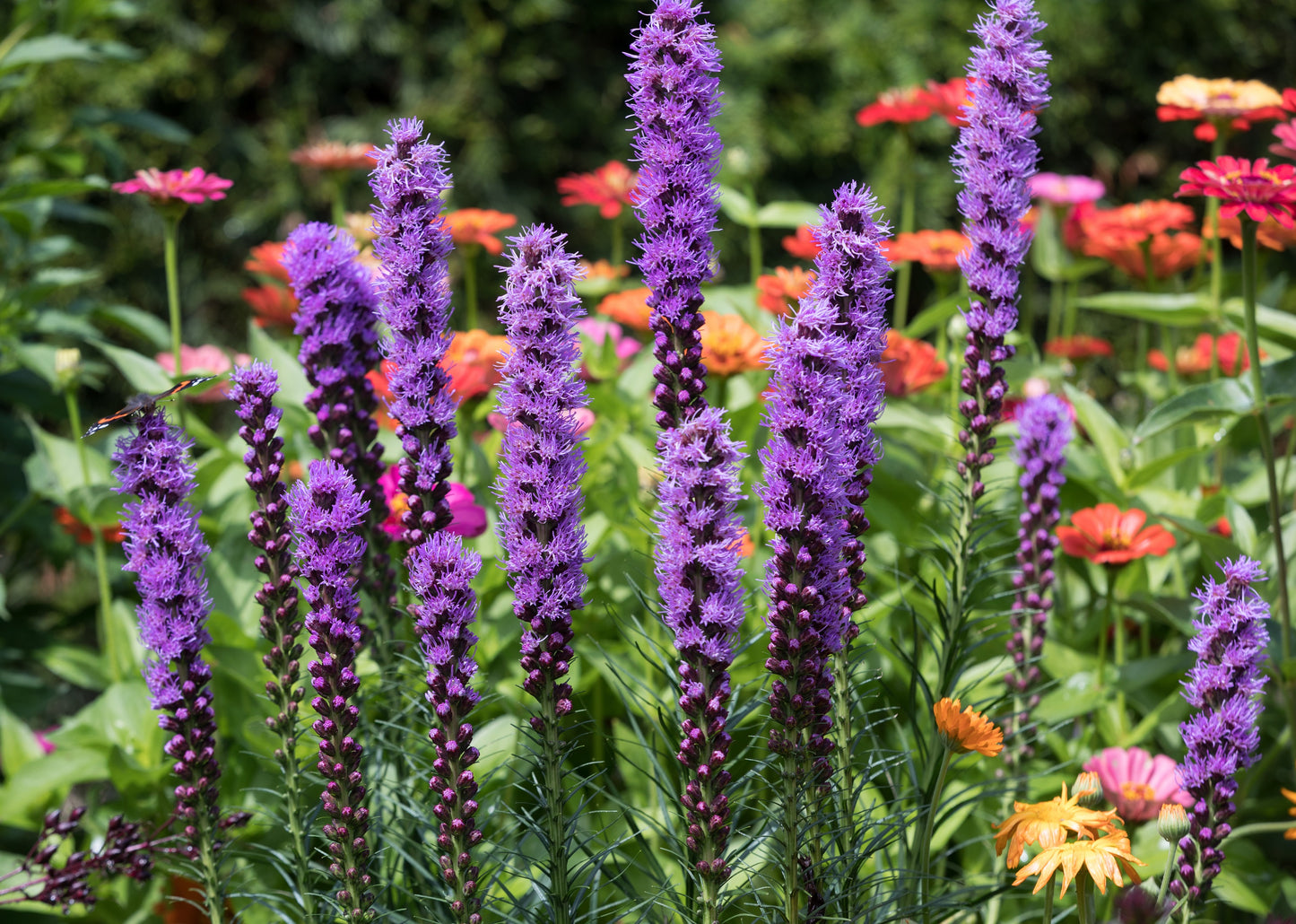 500 Purple BLAZING STAR Gayfeather LIATRIS Spicata Flower Seeds