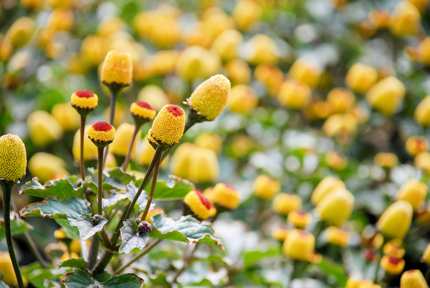 100 TOOTHACHE / EYEBALL PLANT Spilanthes Oleracea Red & Yellow Flower Herb Seeds