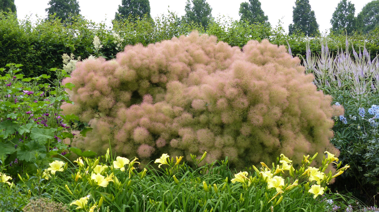 30 PURPLE SMOKE TREE Shrub Smokebush Cotinus Coggygria Rhus Cotinus Sumach Seeds
