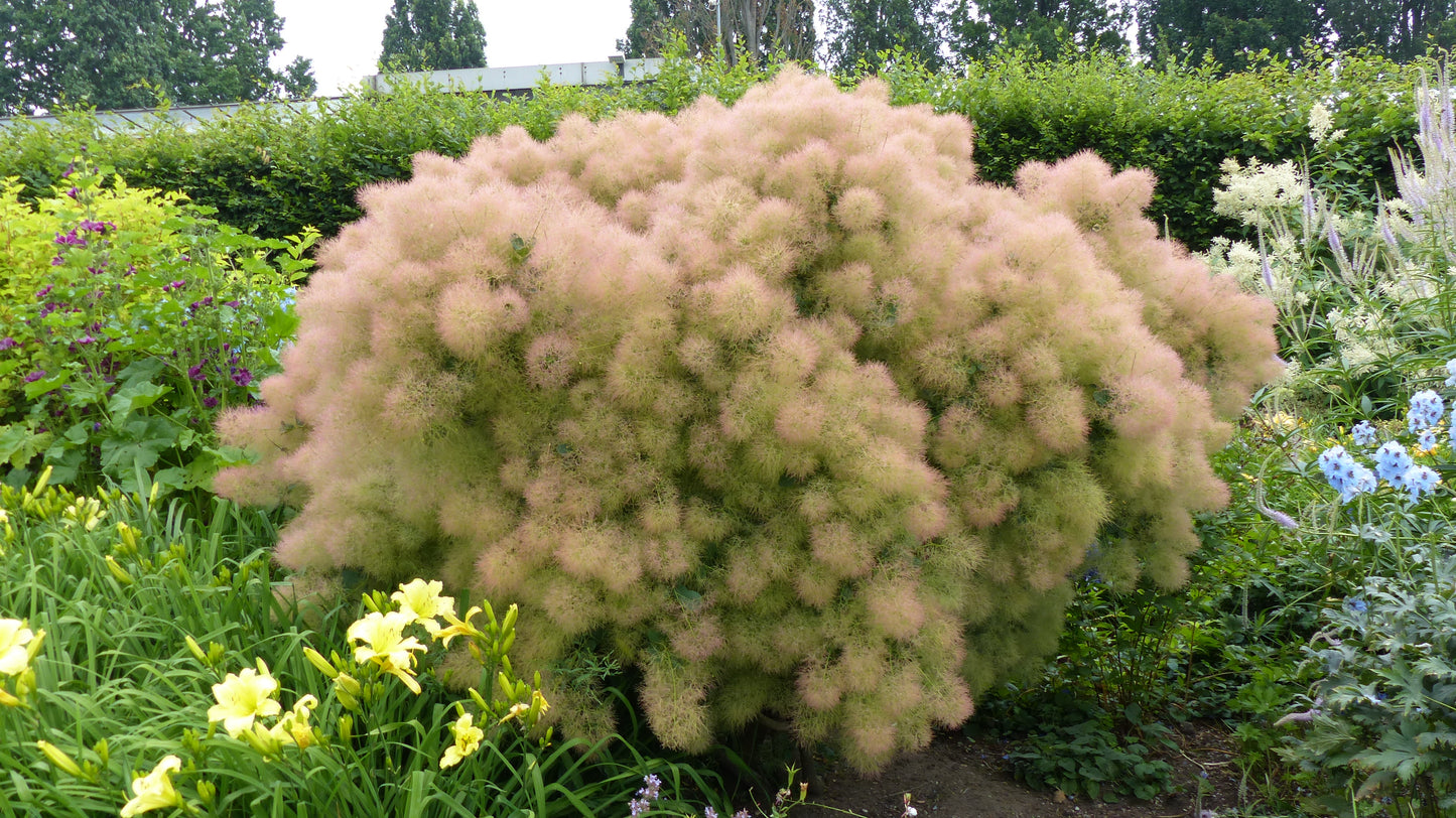 30 PURPLE SMOKE TREE Shrub Smokebush Cotinus Coggygria Rhus Cotinus Sumach Seeds