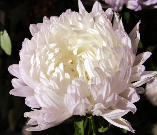 30 Duchess WHITE PAEONY ASTER French Peony Callistephus Double Flower Seeds