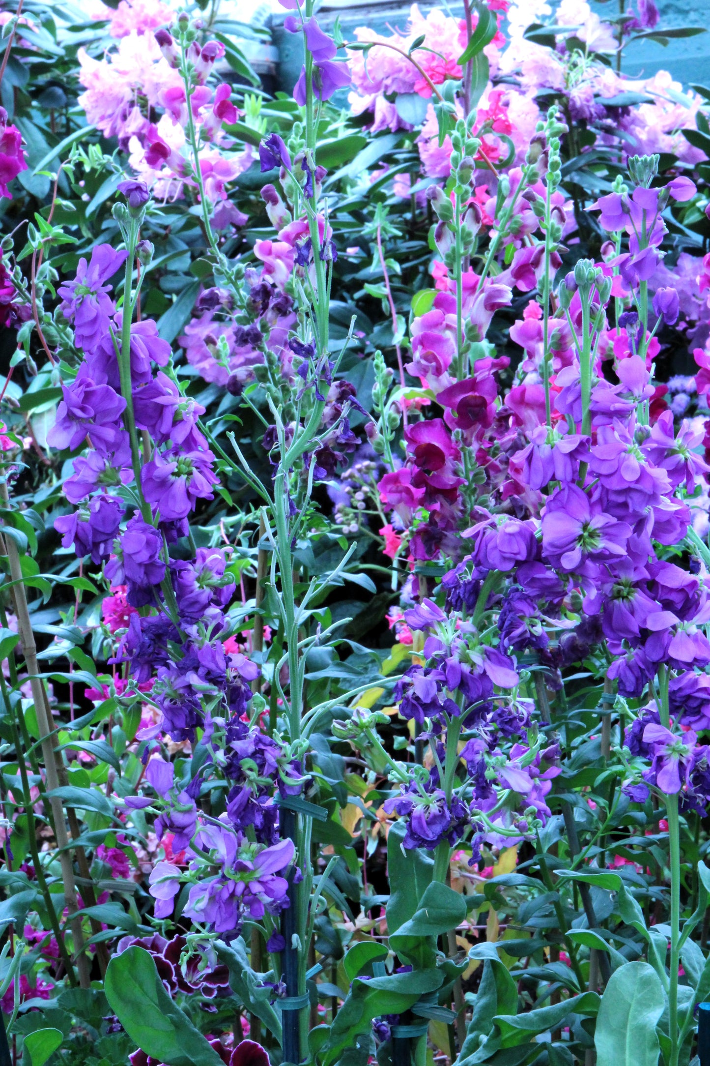 500 MIXED ELEGANT CLARKIA Mountain Garland Elegans Pink Purple Red Mix Flower Seeds