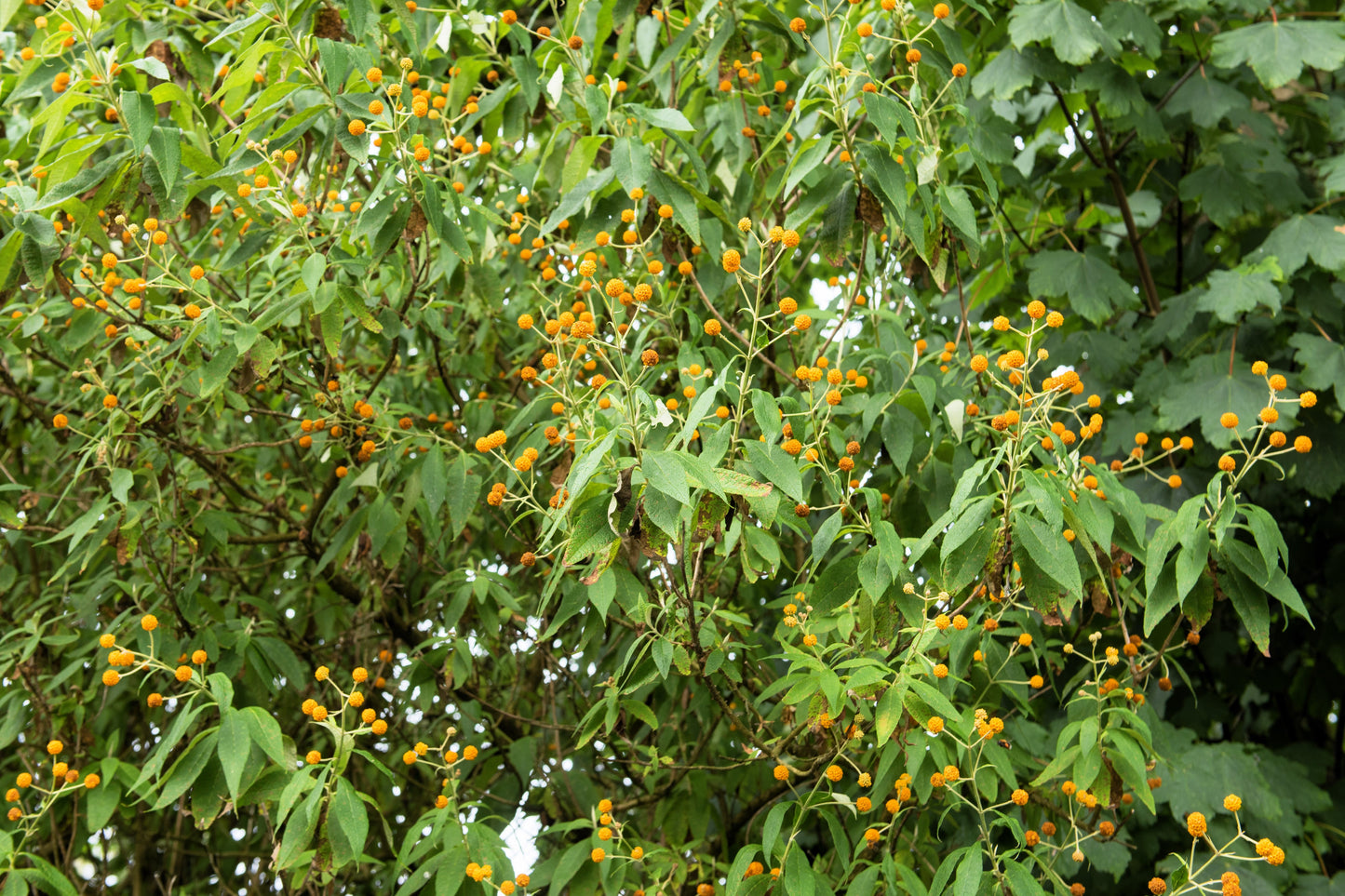 10 ORANGE BALL TREE / Golden Butterfly Bush Buddleja Globosa Shrub Flower Seeds