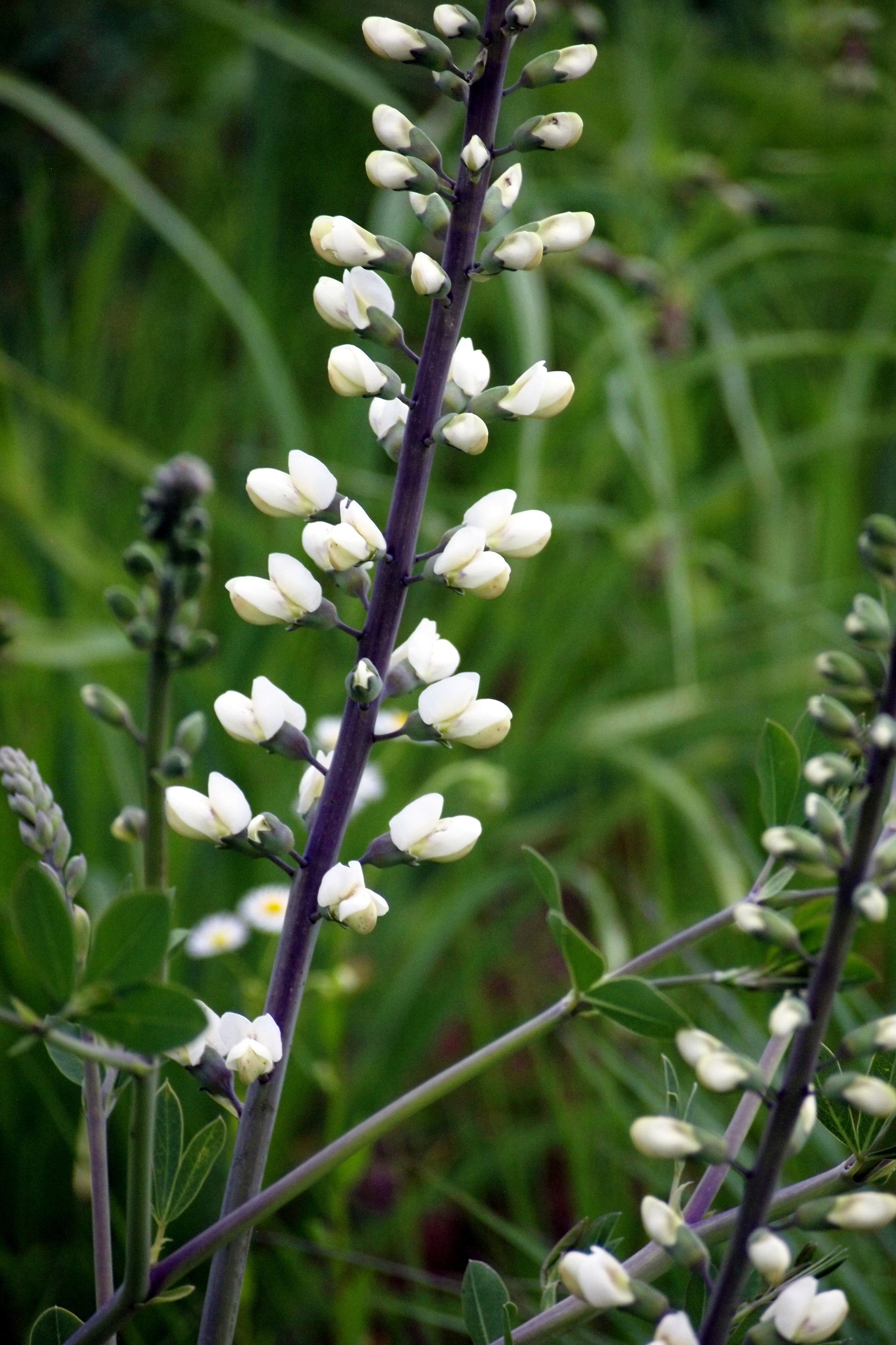 perennial plant seeds for sale Perennial Flower Seeds – Heirloom Garden Mix – SurvivalGardenSeeds main image 0