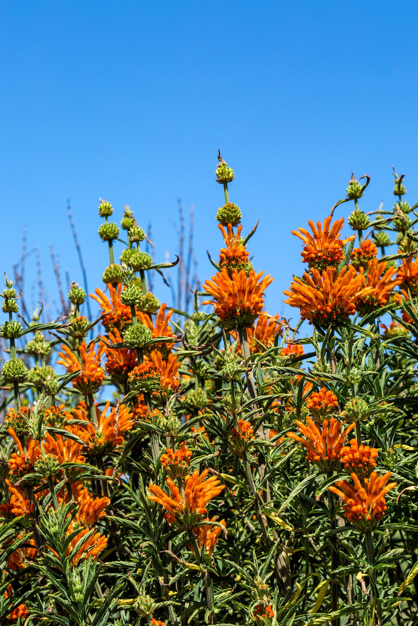 lion's ear plant seeds 25 KLIP DAGGA (Lions Ear / Lions Tail / Wild Klip Dagga) Leonotis Nepe – Seedville USA