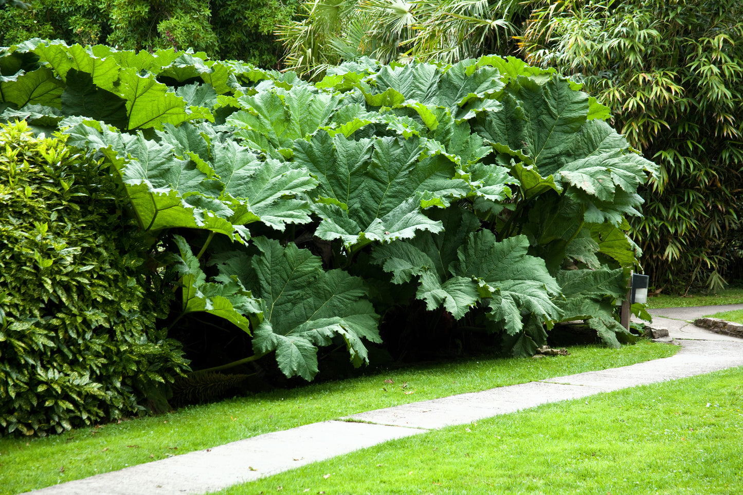 10 GUNNERA MANICATA 6' Leaves! Giant Rhubarb Dinosaur Plant Moist Shade Red Flower Seeds