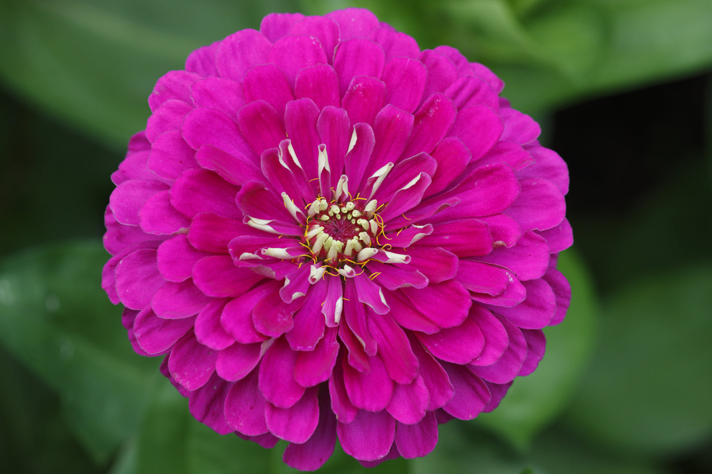 250 VIOLET QUEEN ZINNIA Elegans Purple Double Dahlia Heirloom Flower Seeds